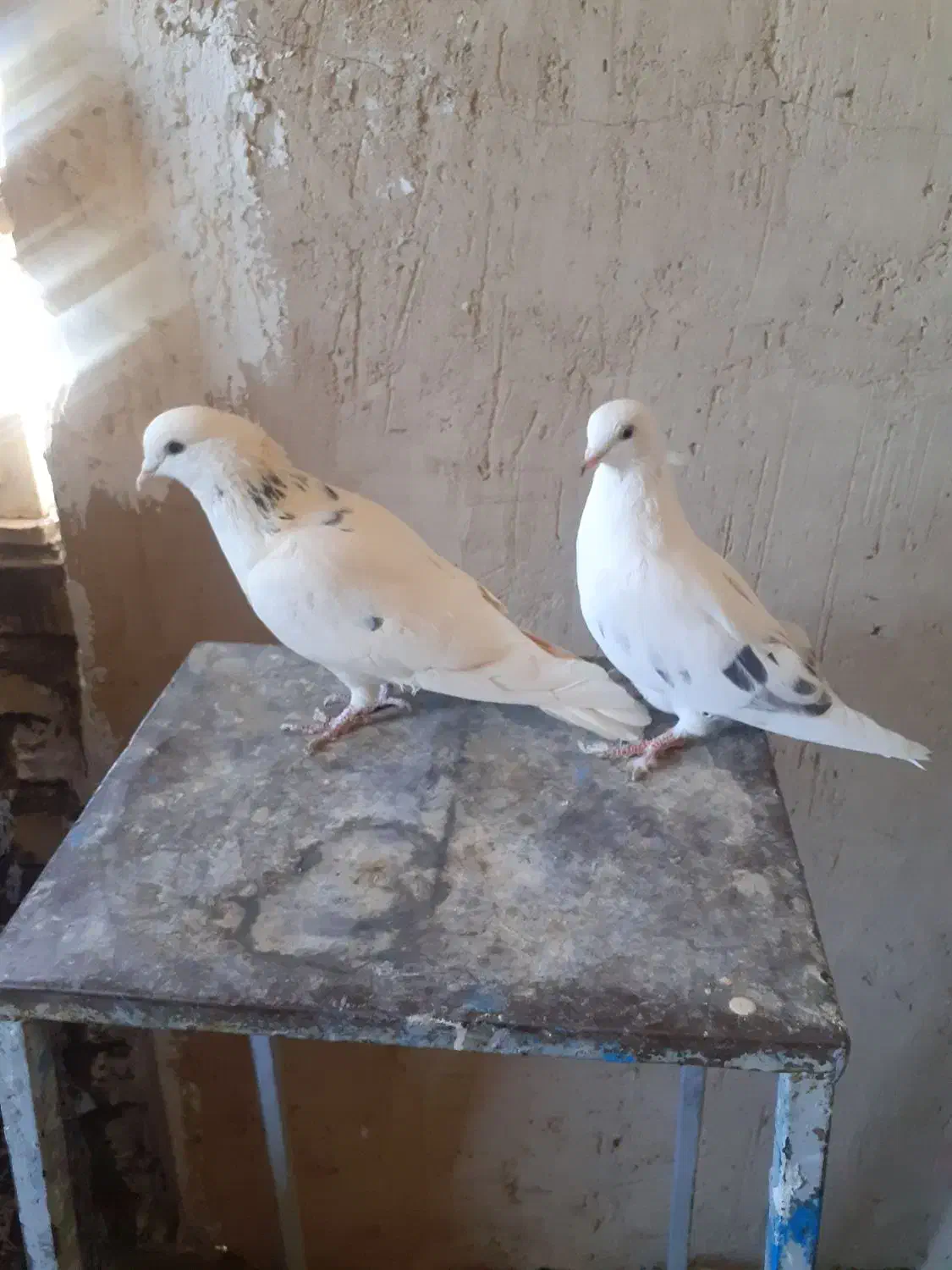 کفتر یا کبوتر پرشی|پرنده|ساوه, |دیوار