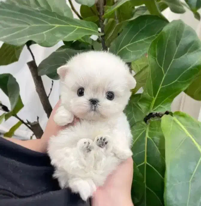 فسقلی های بامزه عروسکی|سگ|کرمانشاه, |دیوار