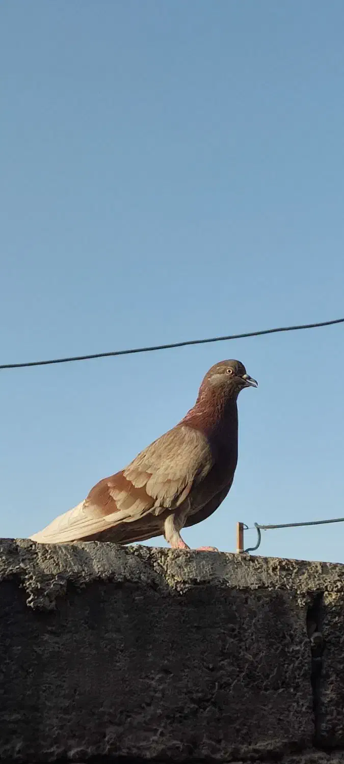 کفتر سرحال|پرنده|دهلران, |دیوار