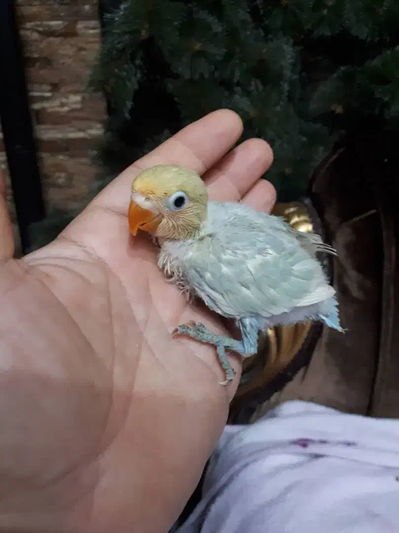 جوجه طوطی برزیلی رنگهای زیبا|پرنده|اهواز, گلستان|دیوار