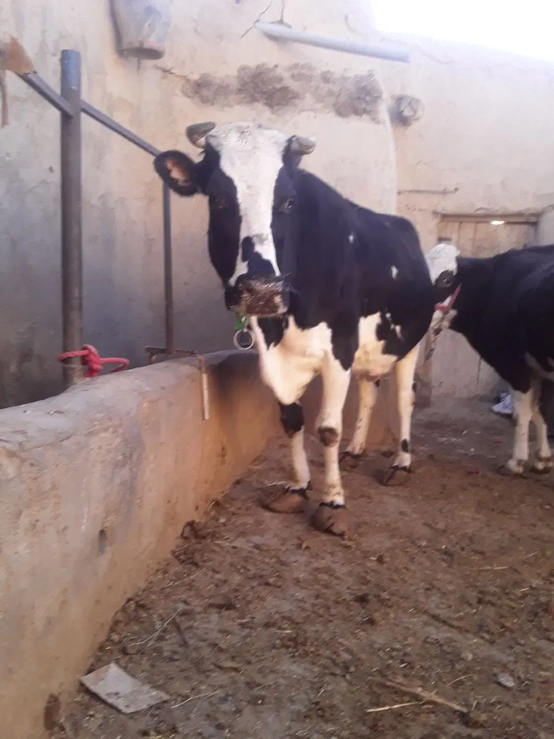 گاو شیری|حیوانات مزرعه|سجاس رود, |دیوار