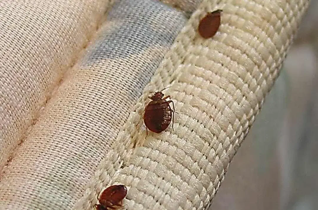 فروش سم تضمینی ساس و سوسک و کنه|خدمات نظافت|ری, دیلمان|دیوار