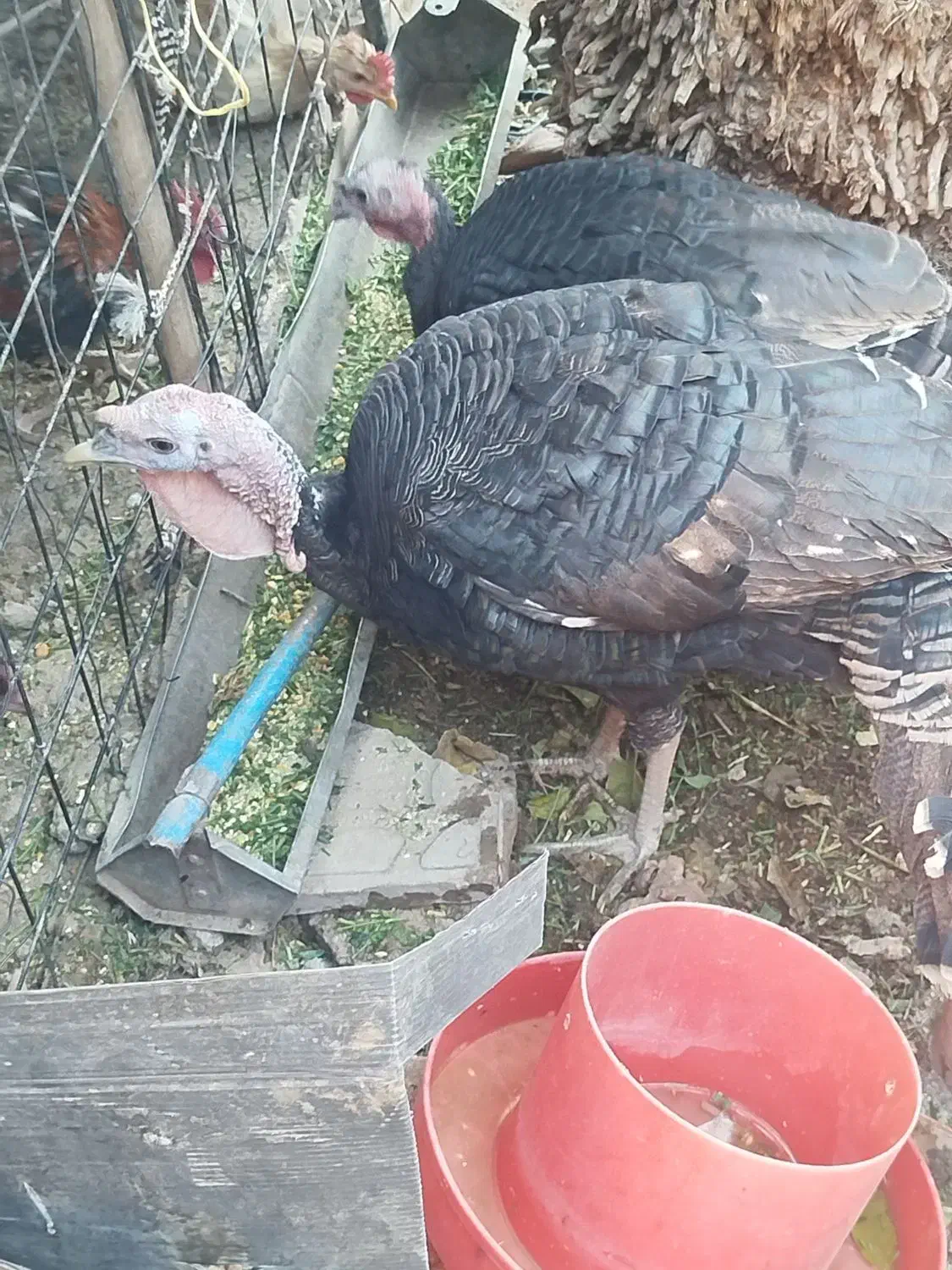 بوقلمون محلی|حیوانات مزرعه|کرمان, |دیوار