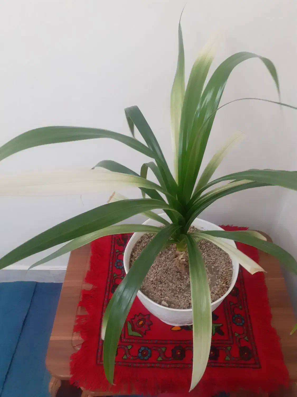 گل طبیعی  بزرگ|گل و گیاه طبیعی|زنجان, |دیوار