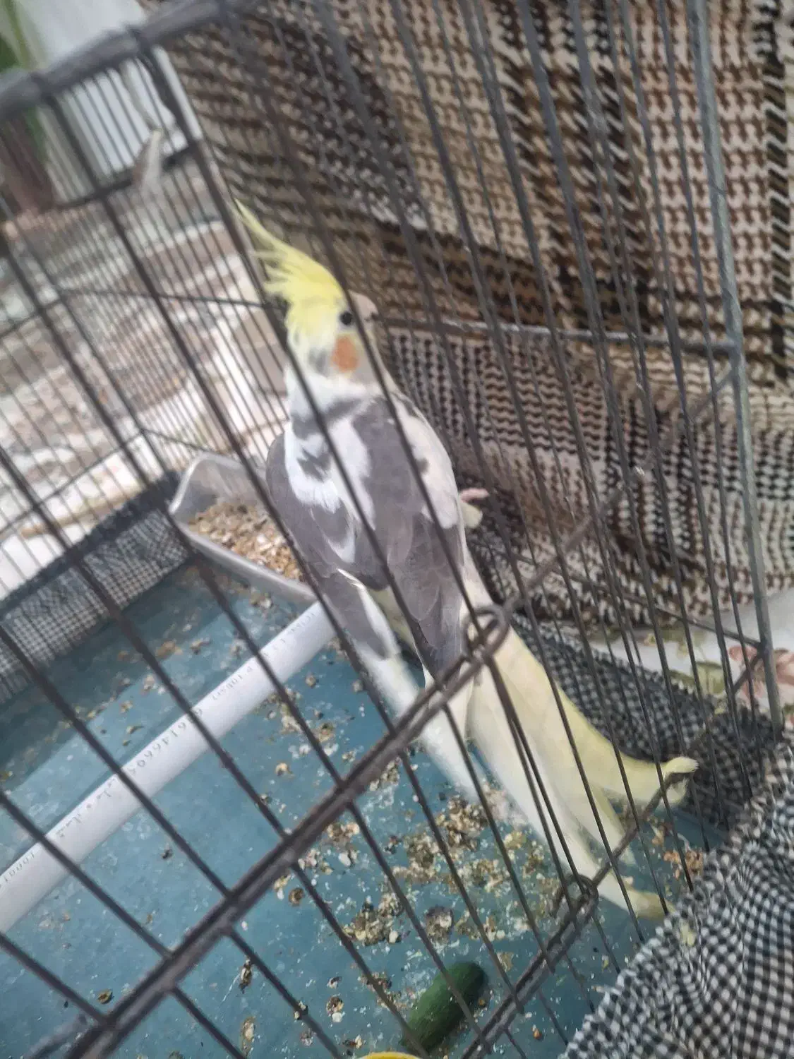 عروس هلندی ابلق|پرنده|پیر بکران, |دیوار