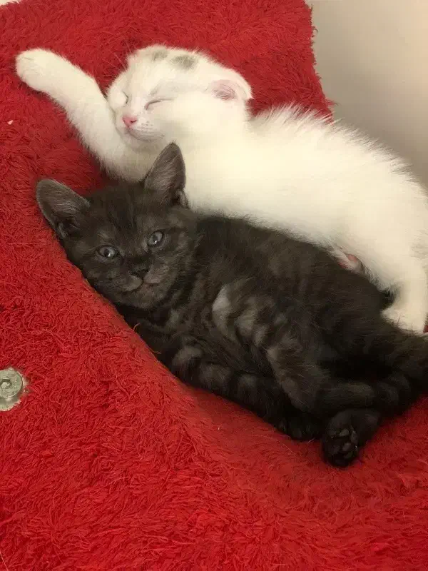 گربه اسکاتیش بریتیش|گربه|تهران, منیریه|دیوار