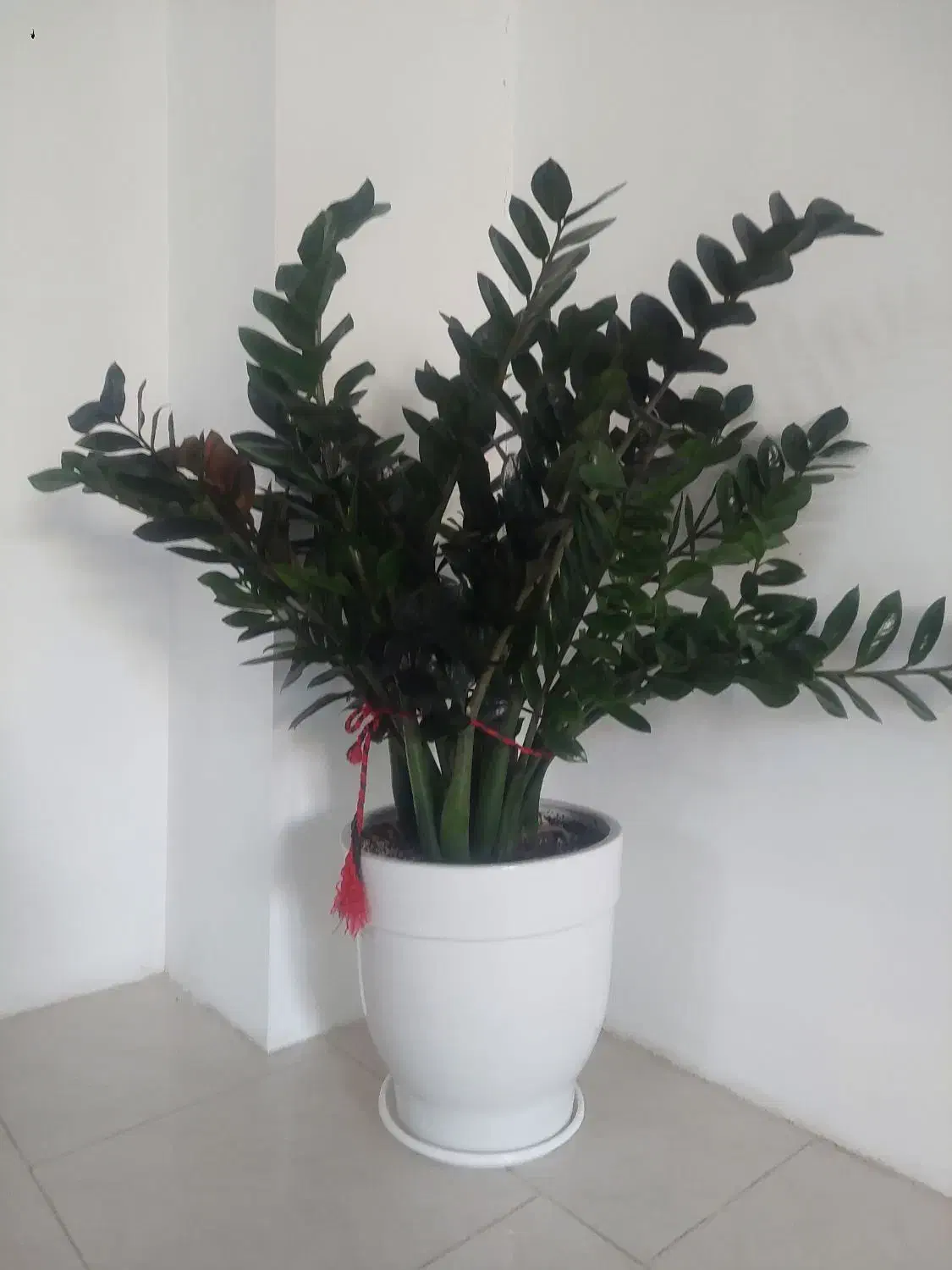 گل ساختمانی|گل و گیاه طبیعی|مشکین‌دشت, |دیوار