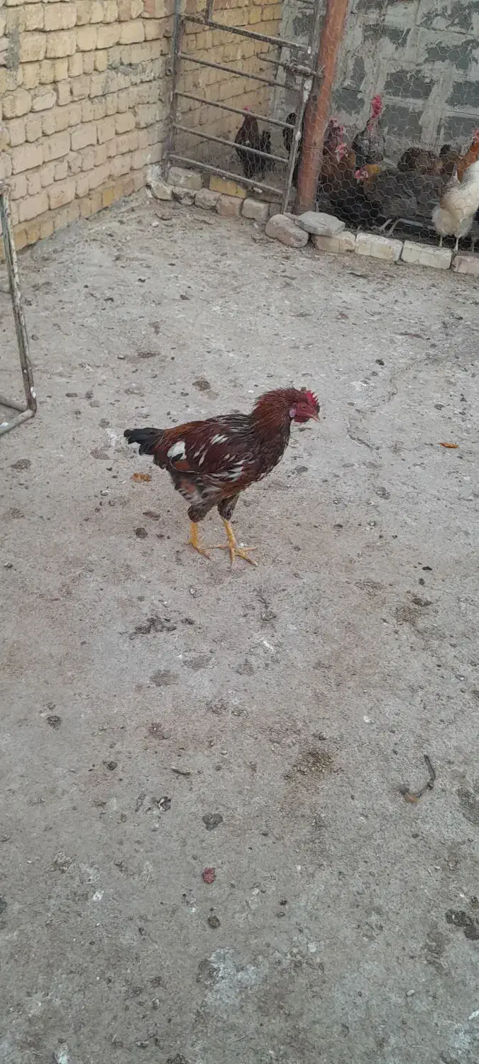 خروس بومی و مرغ لاری|حیوانات مزرعه|بادرود, |دیوار