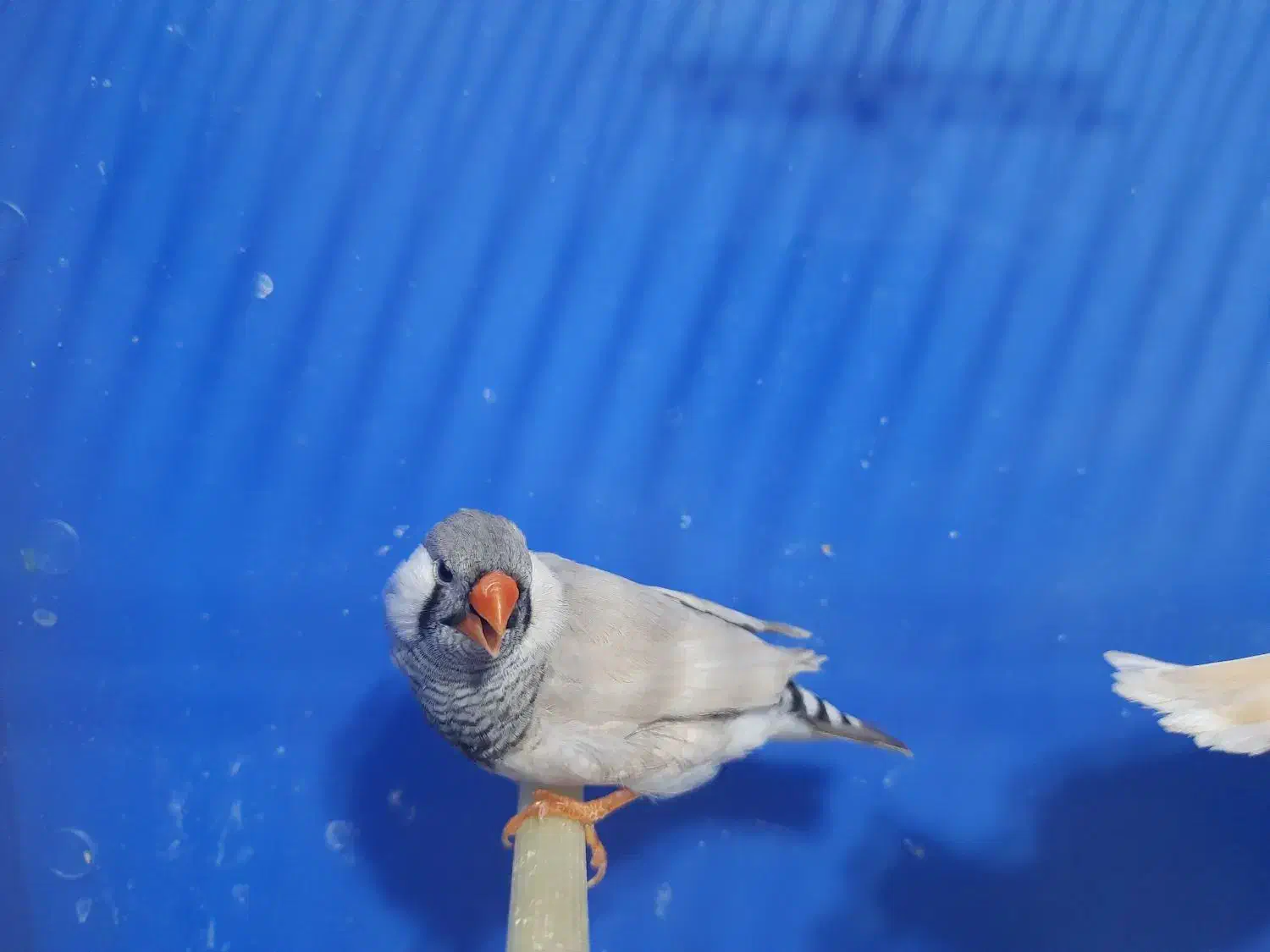 فنچ لپ سفید|پرنده|رشت, چله خانه|دیوار