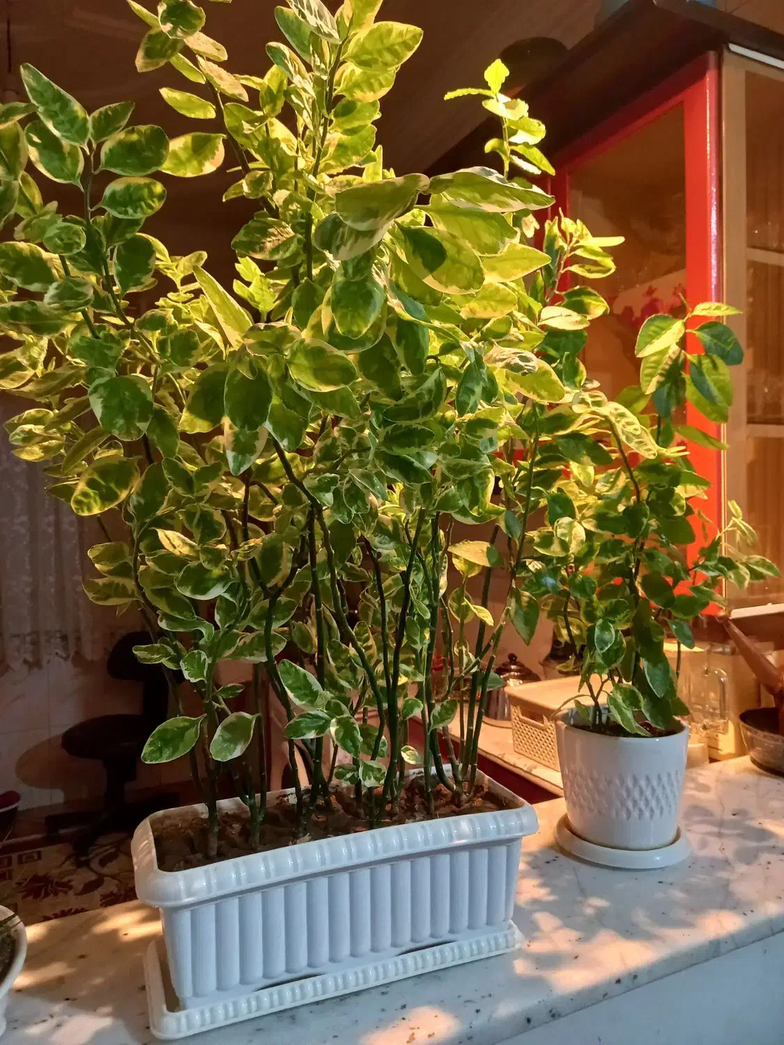 فروش گل اپارتمانی|گل و گیاه طبیعی|مینودشت, |دیوار