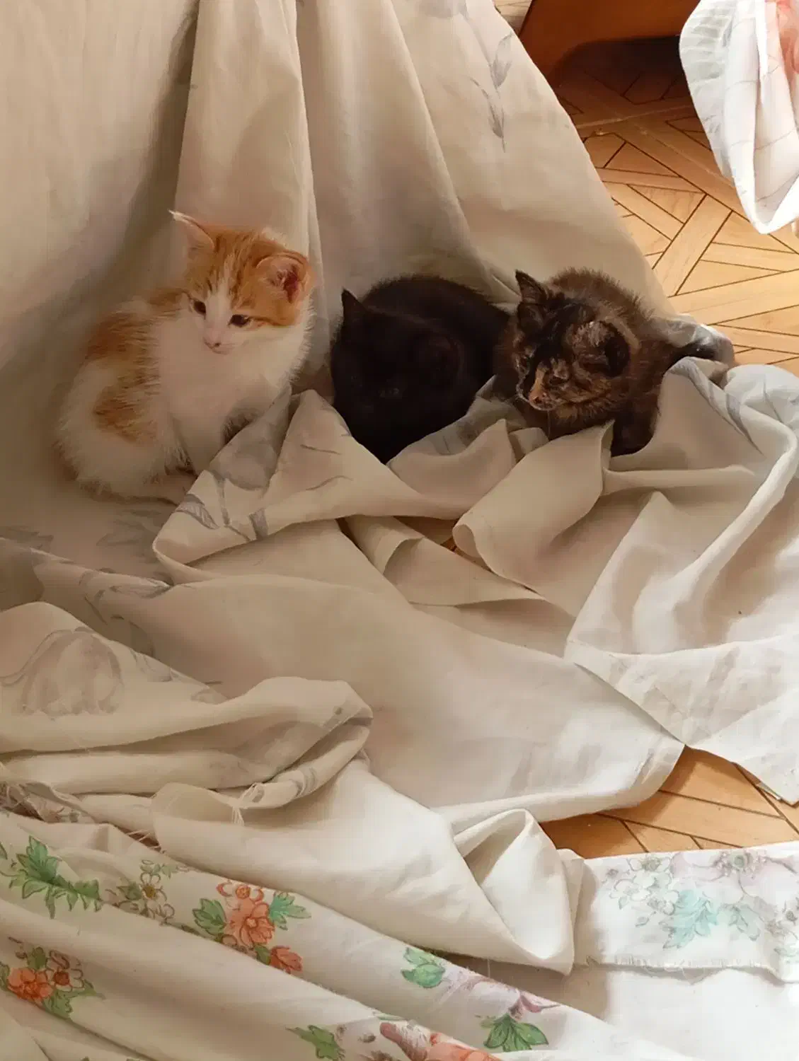 واگذاری گربه مادر بهمراه 5 بچه|گربه|ساوه, |دیوار