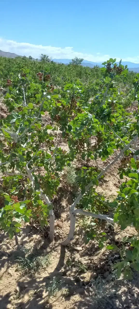 فروش باغ پسته در باغستان علیا|فروش زمین و ملک کلنگی|اسلامیه, |دیوار