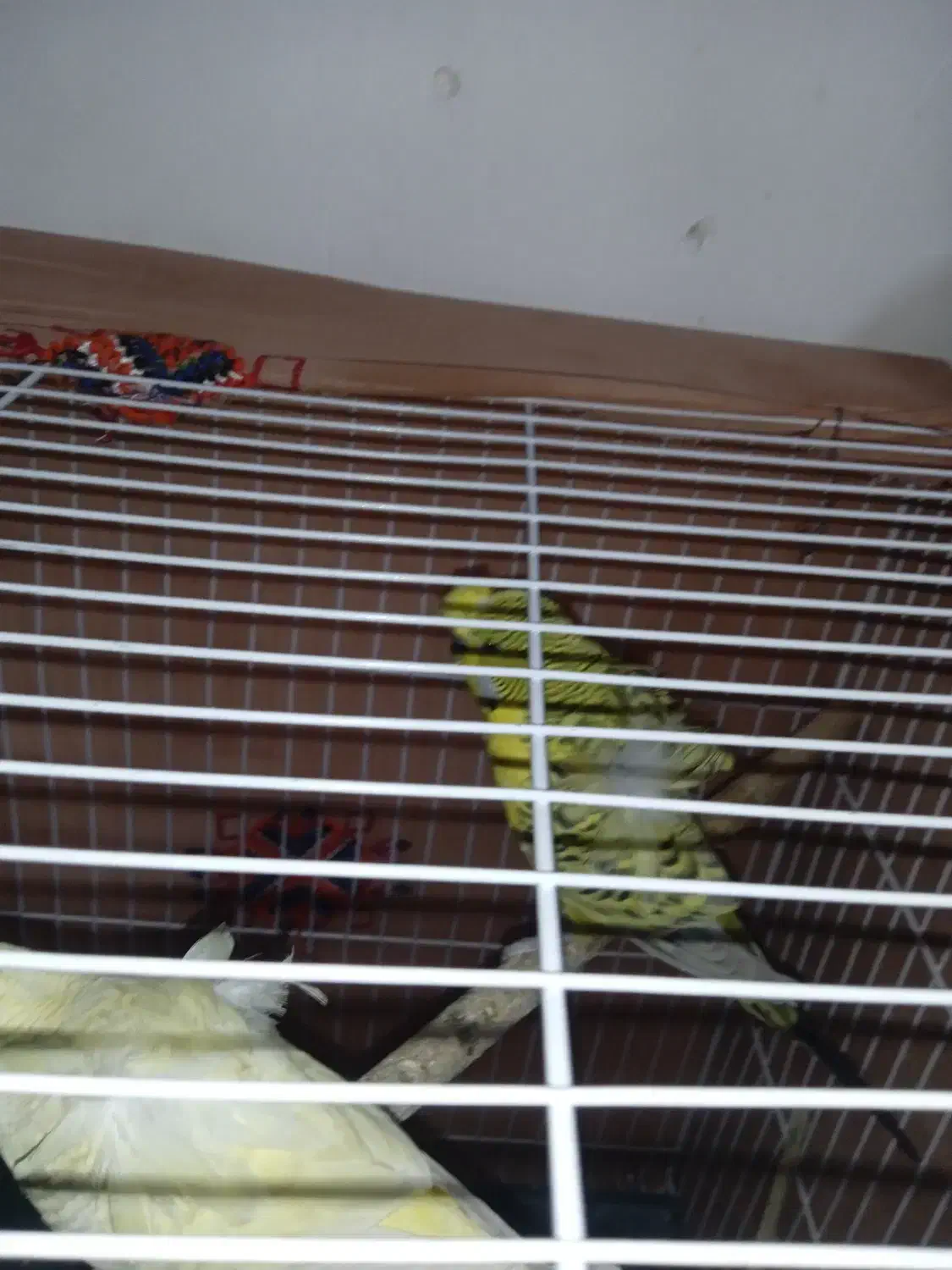 مرغ عشق پروانه ای|پرنده|سراوان, |دیوار