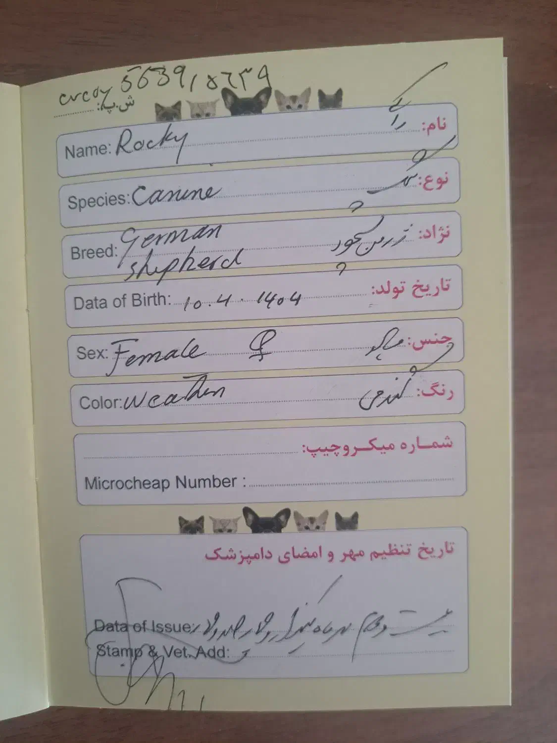 توله ژرمن شپرد|سگ|یزد, |دیوار