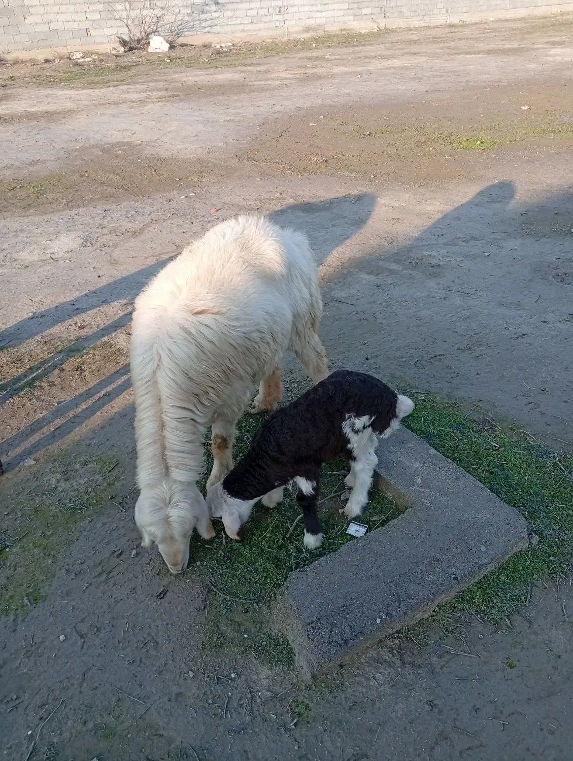 گوسفند با بره|حیوانات مزرعه|سیمین شهر, |دیوار