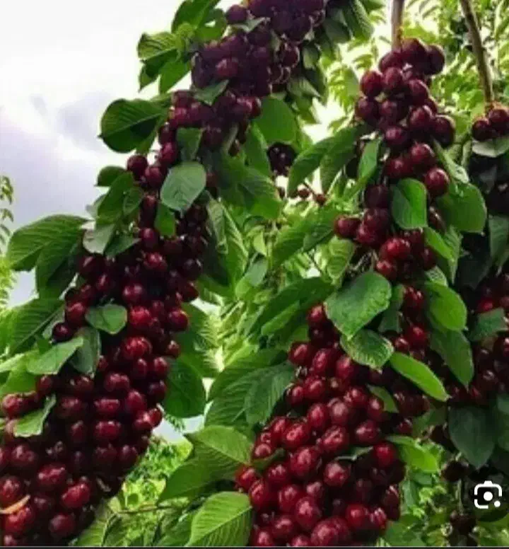 نهالستان باغبان نهال فروشی|خدمات باغبانی و درختکاری|عسگران, |دیوار