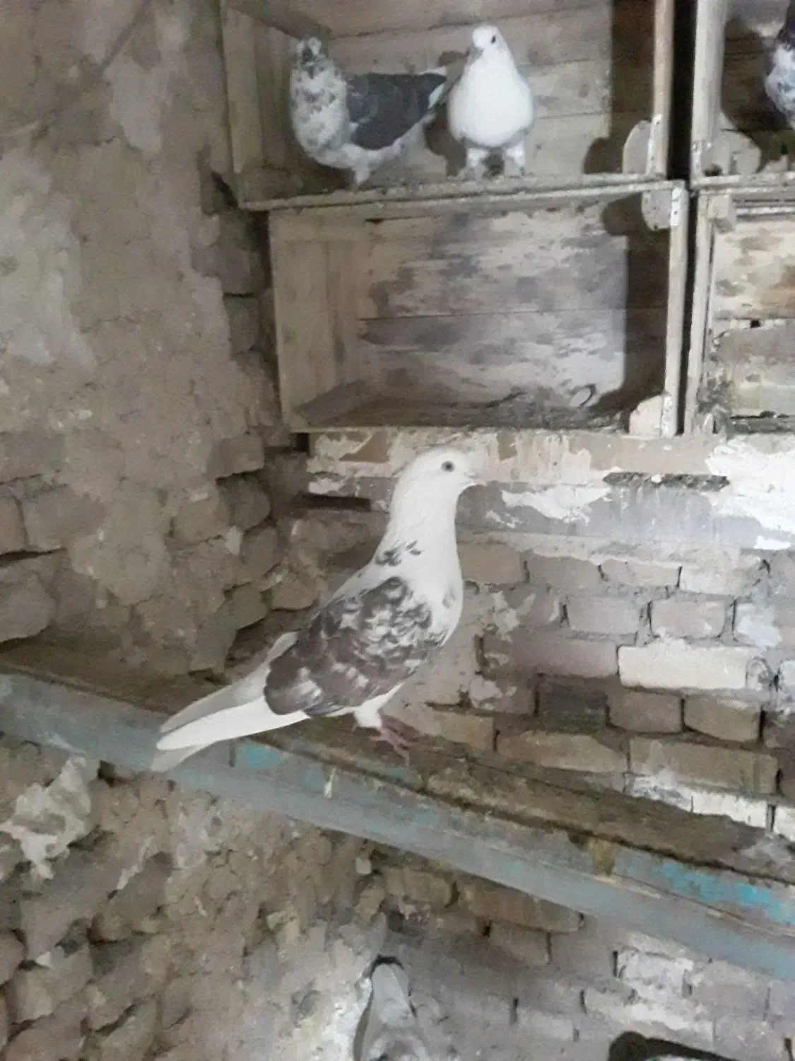 کفتر|پرنده|گیان, |دیوار