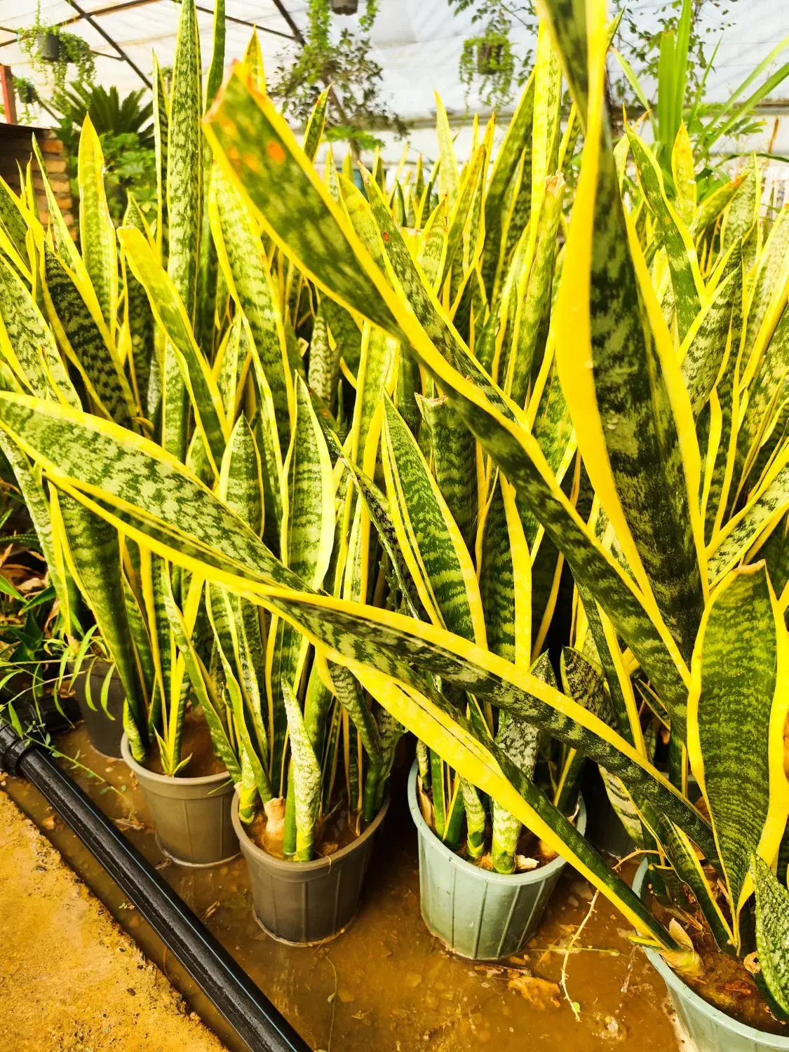 گل سانسوریا تعداد بالا عمده خرده|گل و گیاه طبیعی|صوفیان, |دیوار