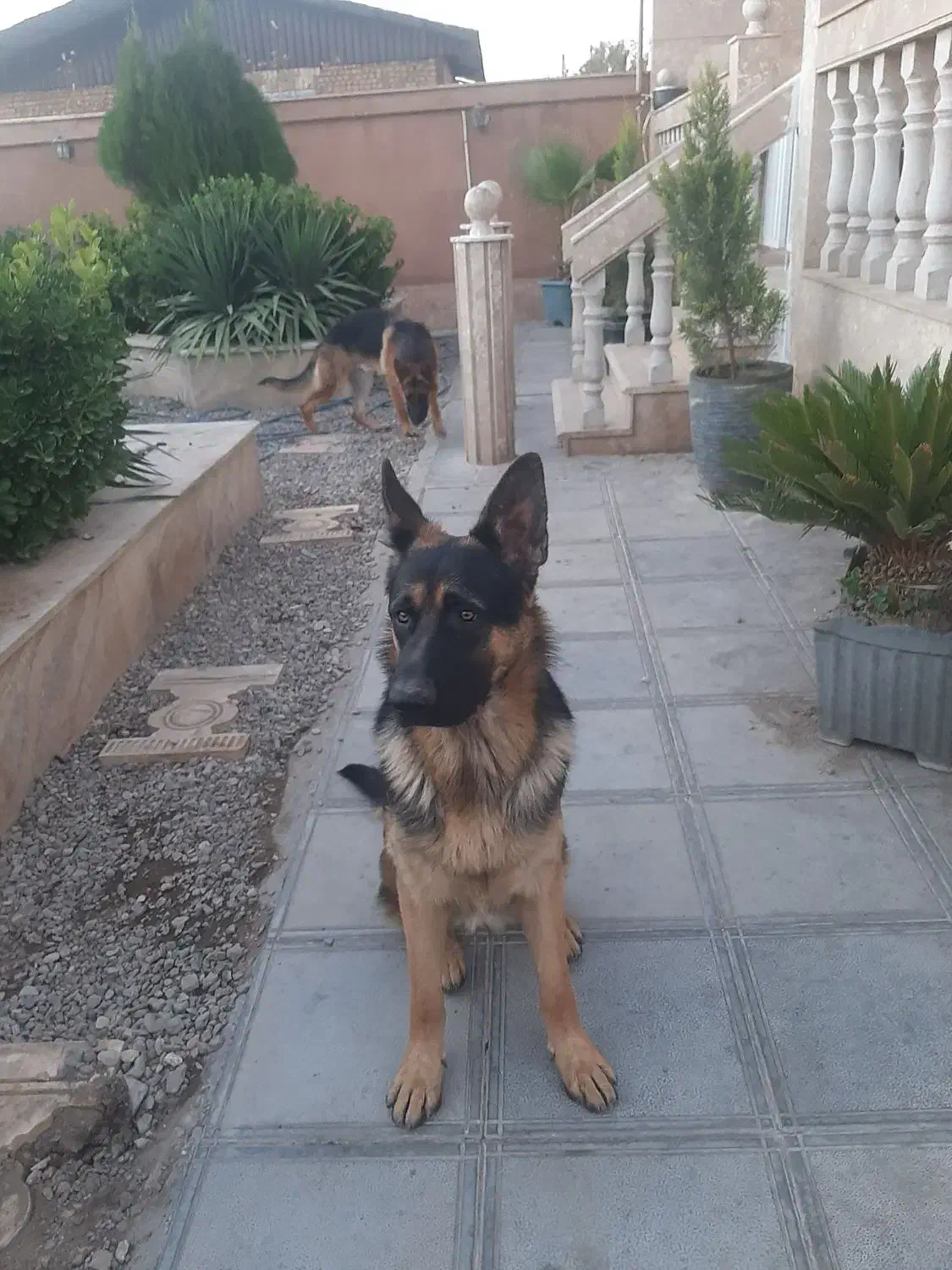 توله ژرمن ۱۱ ماهه نر دو رنگ شجره دار|سگ|بوئین زهرا, |دیوار