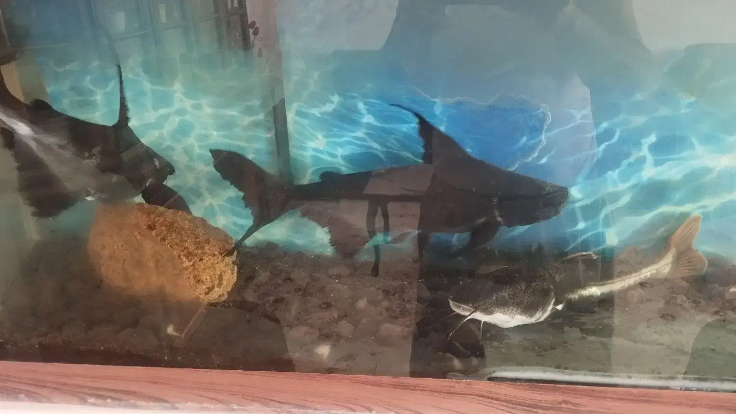 فروش یا معاوضه با ماهی لوازم اکواریو|ماهی|فردوس (خراسان), |دیوار