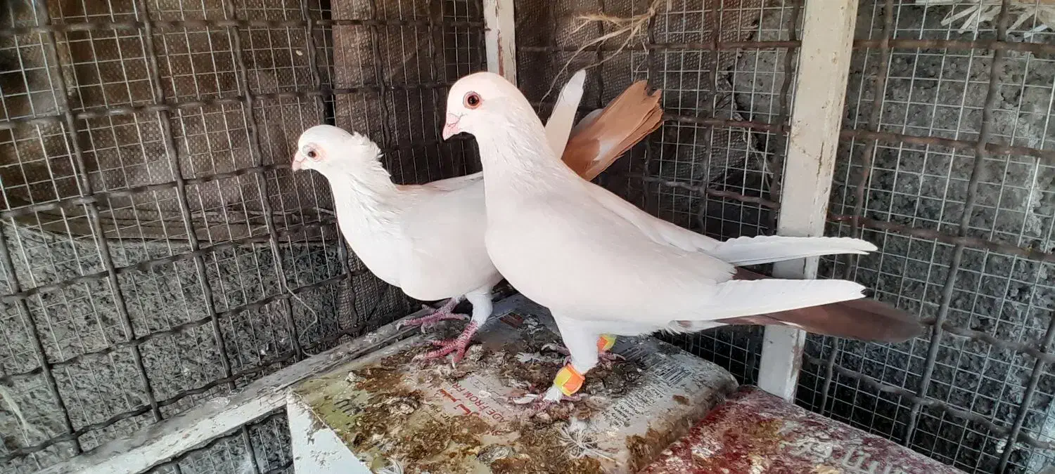 کبوتر دم زرد ، کبوتر دم سرخ ، کبوتر دم کِرِم|پرنده|مشهد, شهرک ابوذر|دیوار