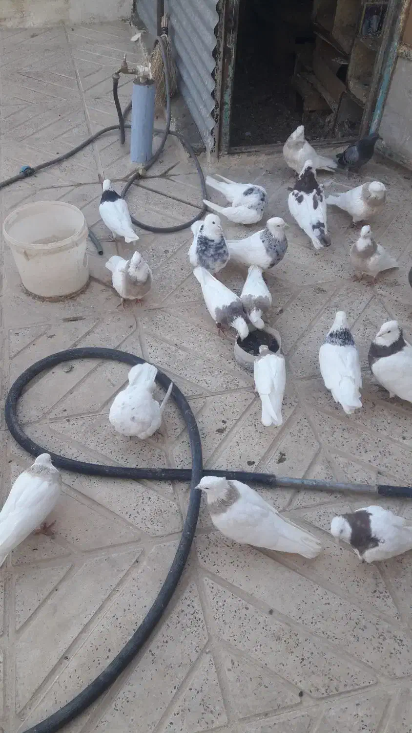 کبوتر طوقی|پرنده|سنندج, |دیوار