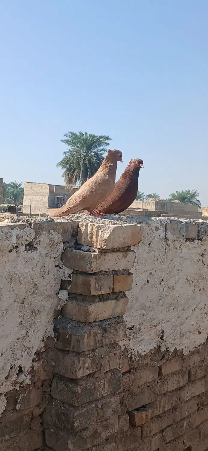 کبوتر|پرنده|کارون, |دیوار