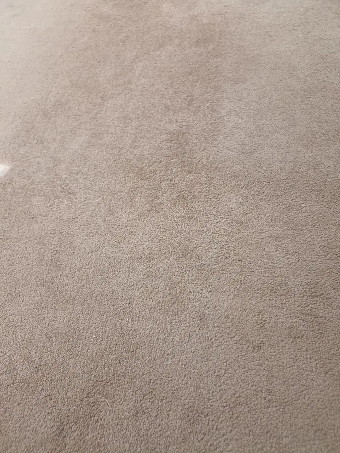 پالاز موکت|موکت|کوهدشت, |دیوار