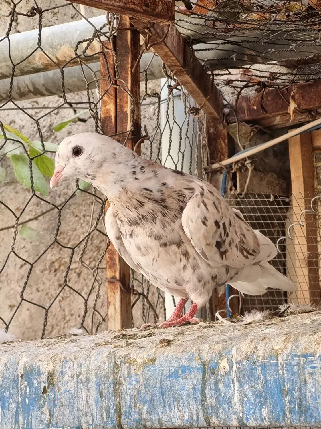 کبوتردم سفید|پرنده|تاکستان, |دیوار