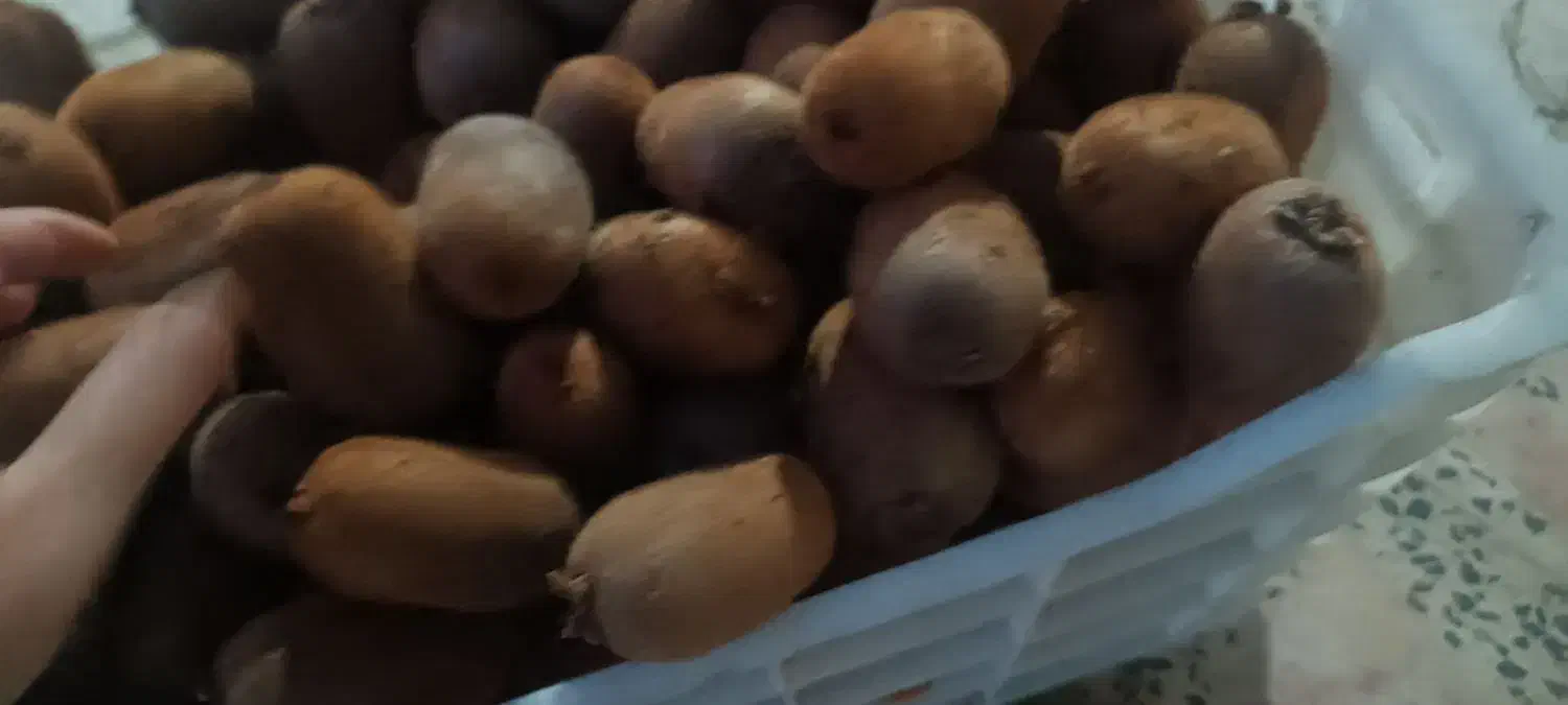 پرتقال خونی ونارنج و کیوی|خوردنی و آشامیدنی|قائم‌شهر, |دیوار