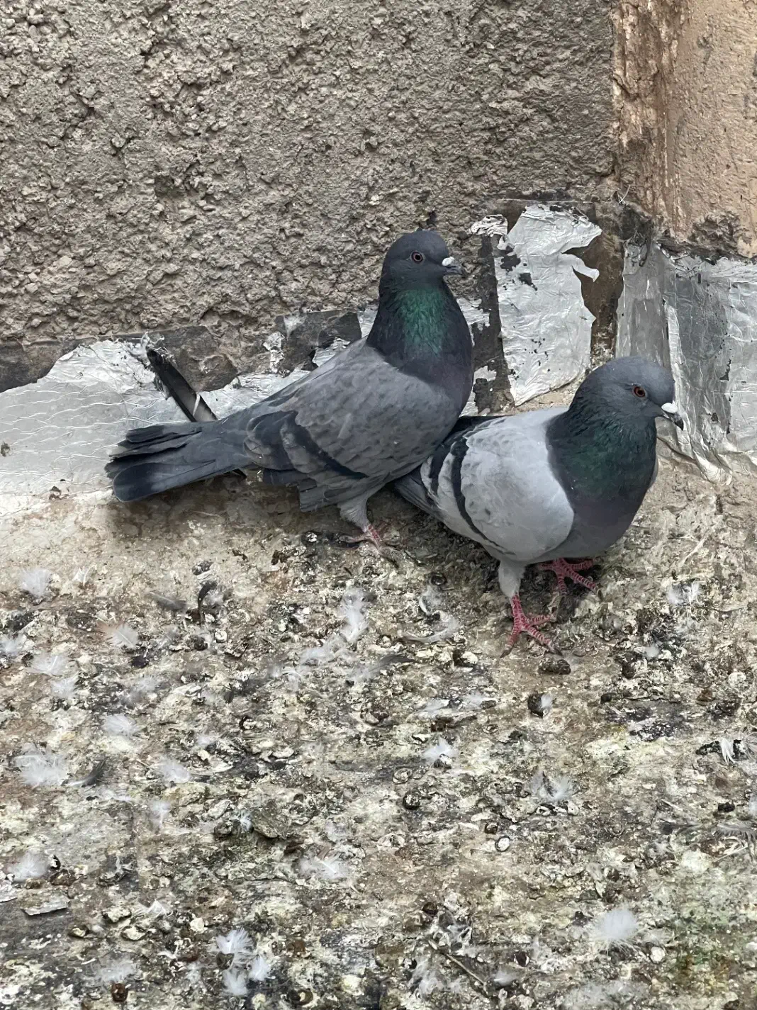 کبوتر|پرنده|اردکان, |دیوار