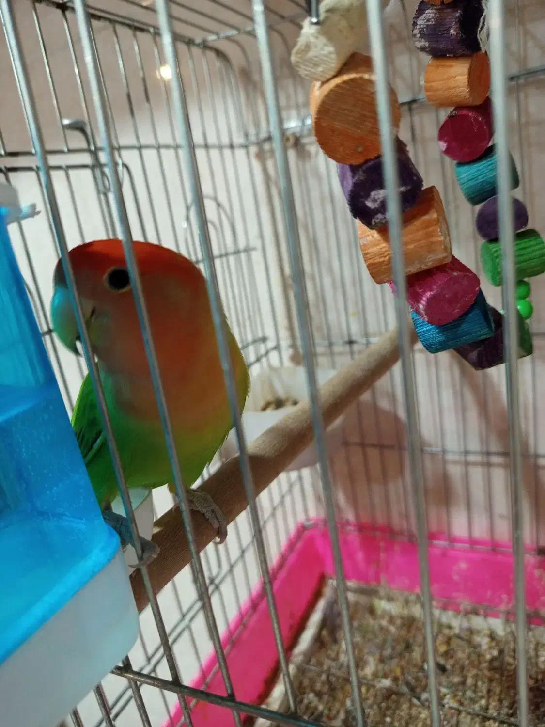 برزیلی مولد|پرنده|چغادک, |دیوار