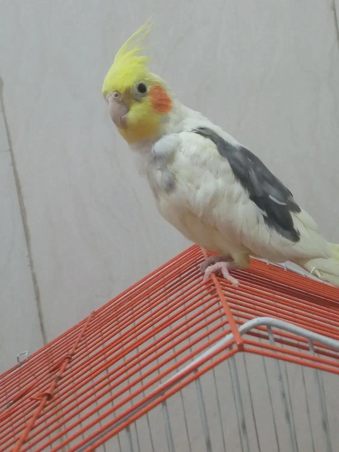 عروس هلندی|پرنده|مریوان, |دیوار