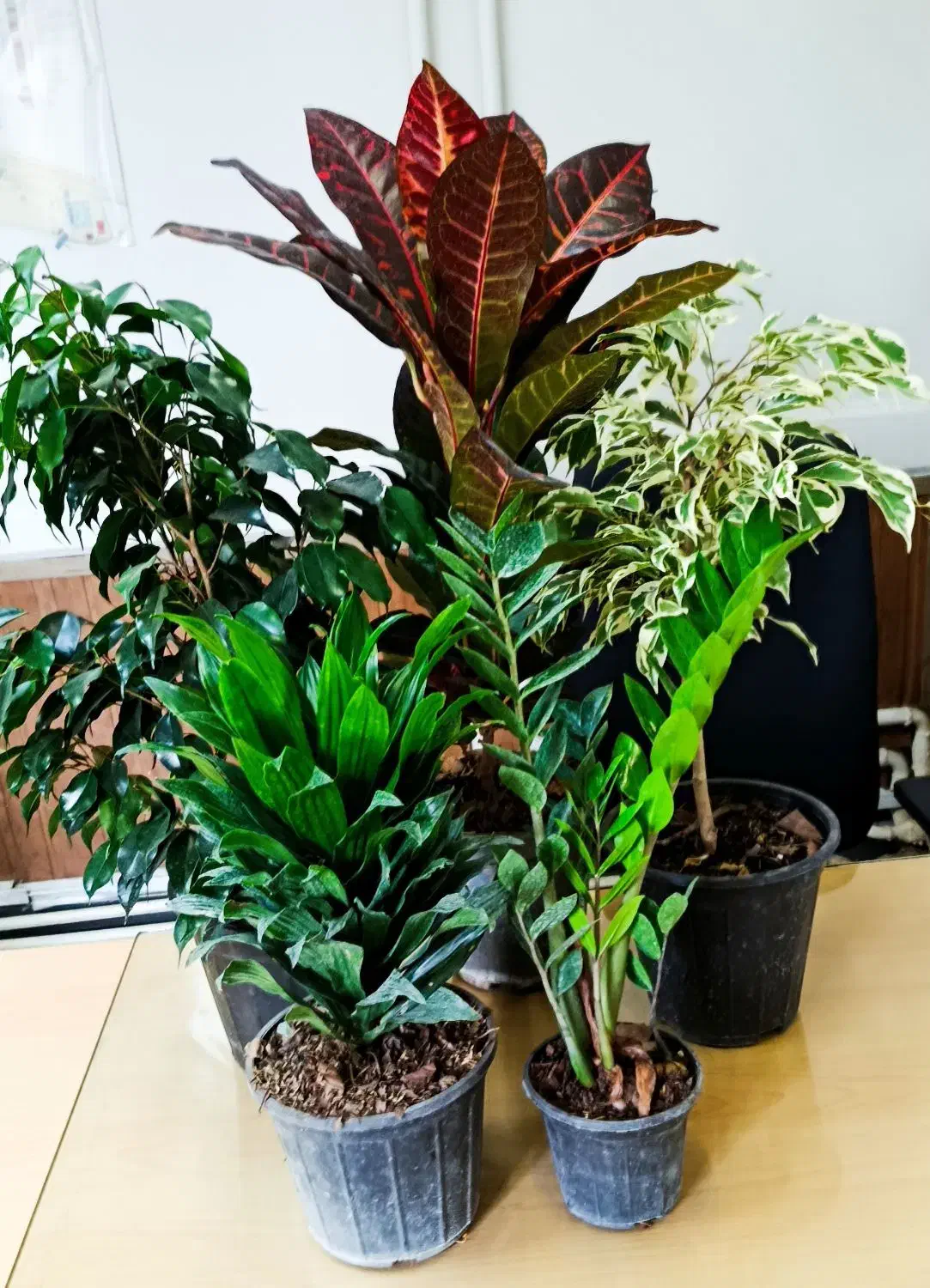 ۵ عدد گلدان آپارتمانی - ارسال رایگان در تهران|گل و گیاه طبیعی|تهران, یوسفآباد|دیوار