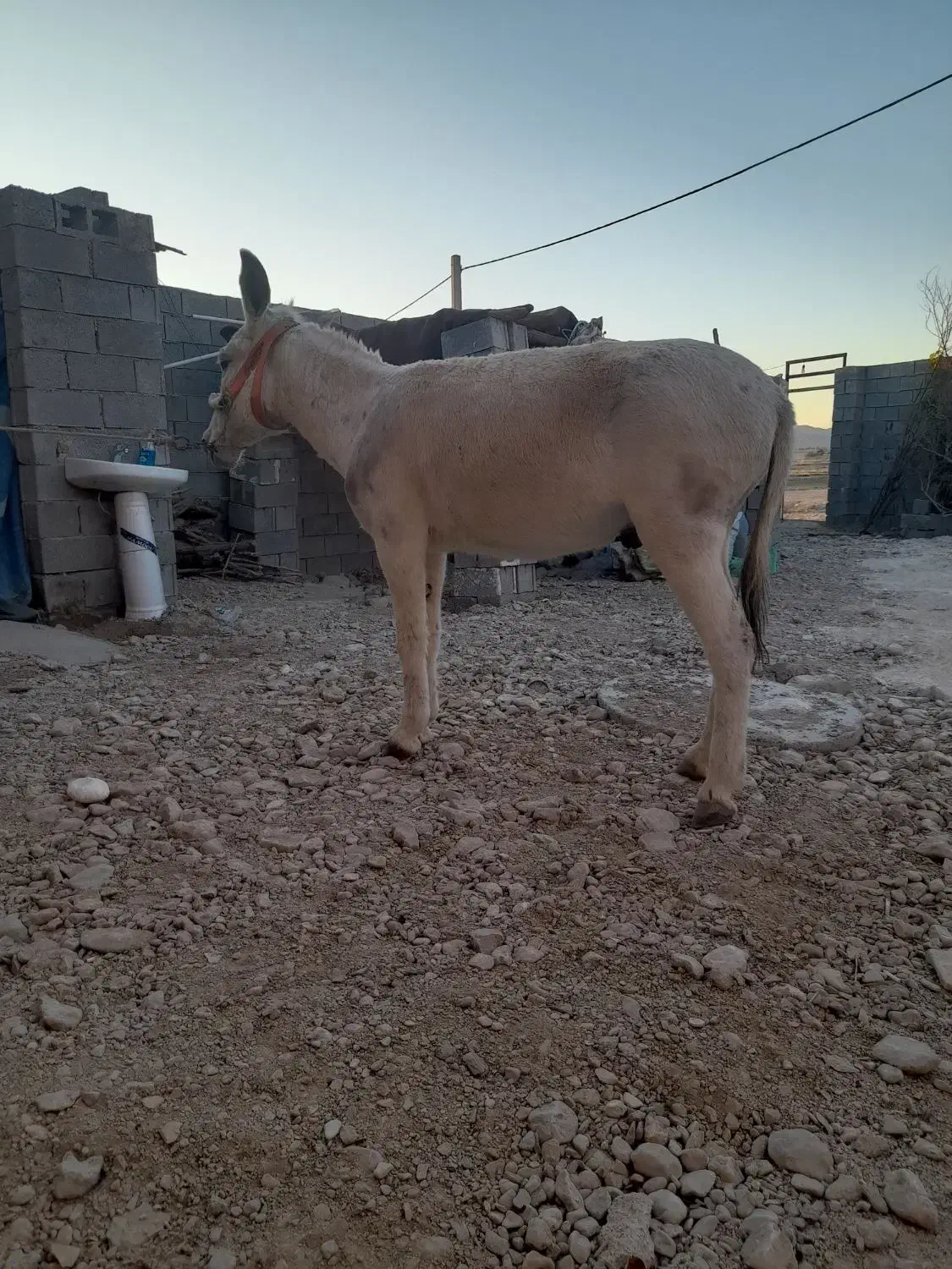 خر نر|حیوانات مزرعه|بهبهان, |دیوار