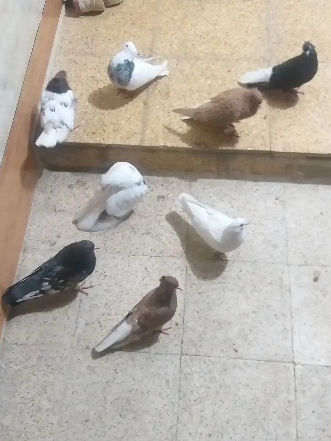 کبوتر|پرنده|خرمشهر, |دیوار