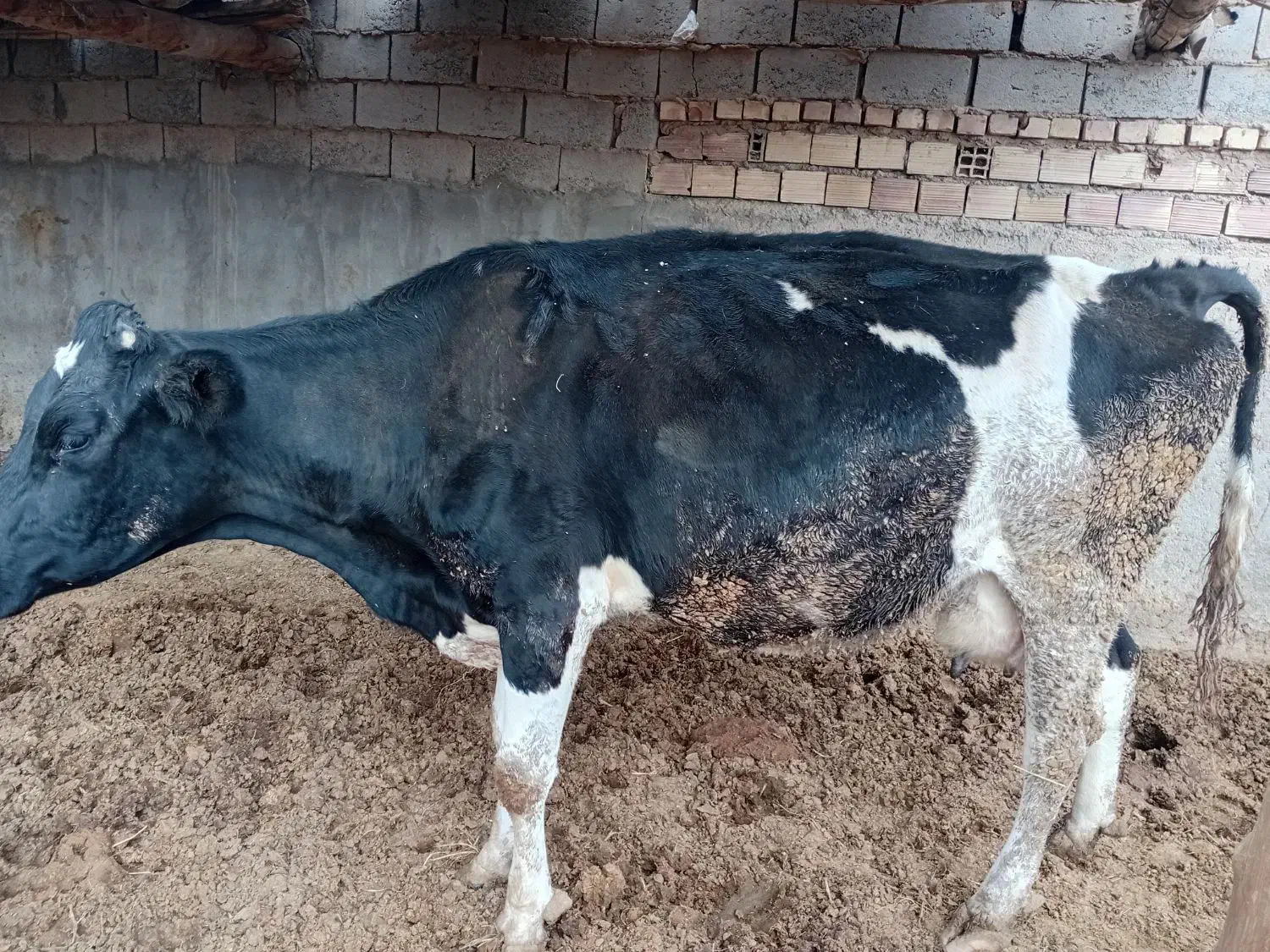 گاوشیری|حیوانات مزرعه|سده (خراسان جنوبی), |دیوار