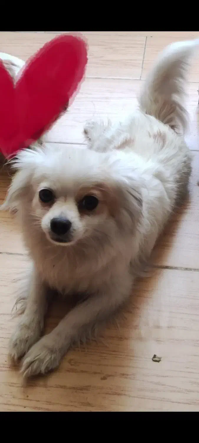 فروش سگ|سگ|شیراز, پانصد دستگاه ارتش|دیوار