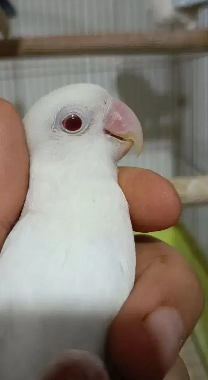 کوتوله آلبینو(مولد)|پرنده|نجف‌آباد, امام خمینی|دیوار