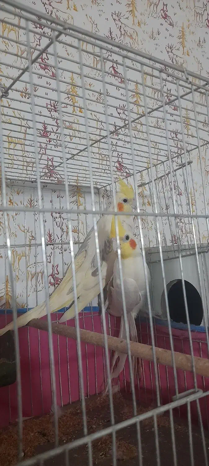 عروس هلندی جفتی معاوضه با هر چی|پرنده|قزوین, |دیوار