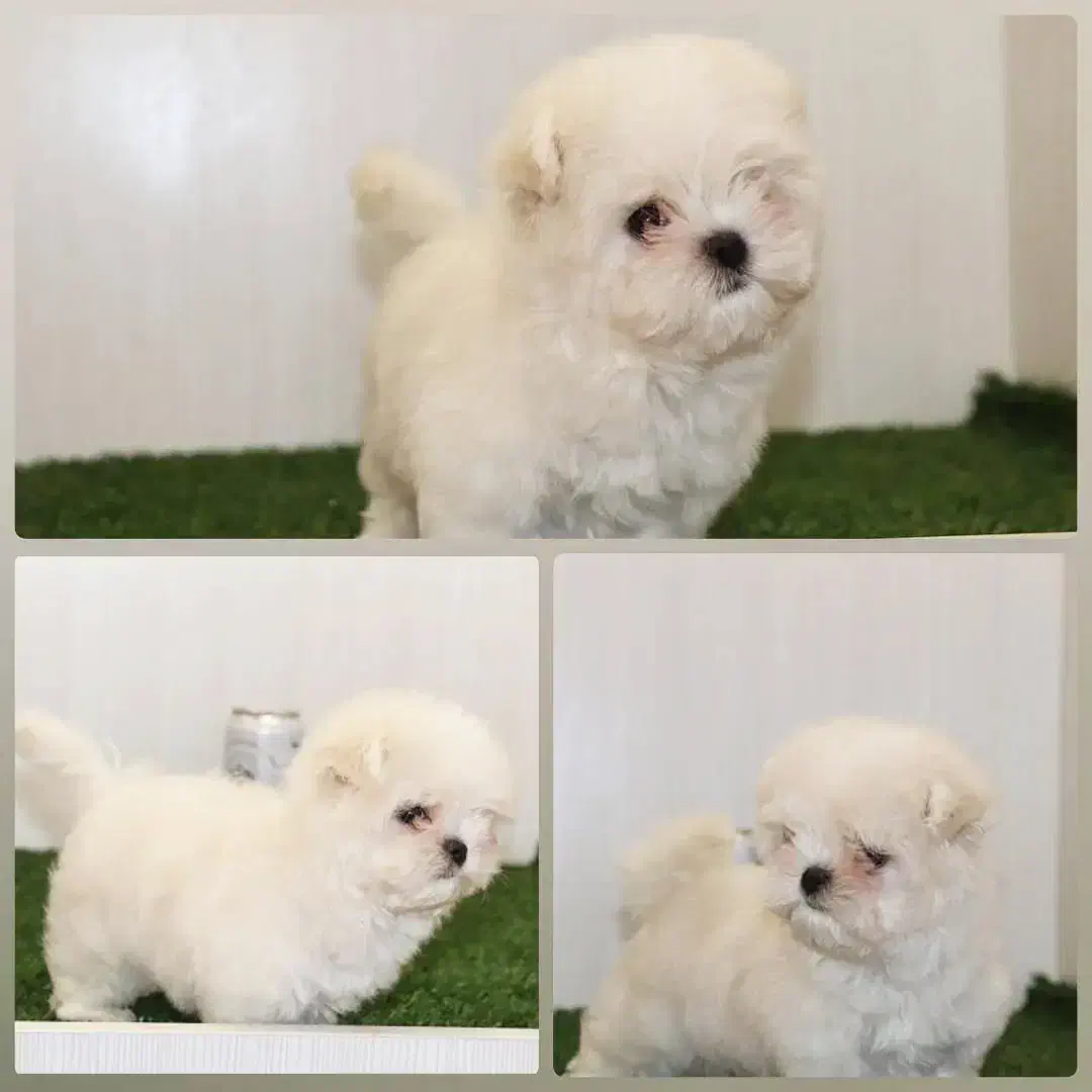 سگ عروسکی|سگ|اصفهان, باغ فدک|دیوار