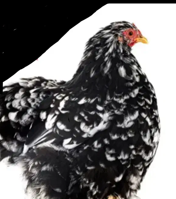 مرغ و خروس کوشین|حیوانات مزرعه|شفت, |دیوار