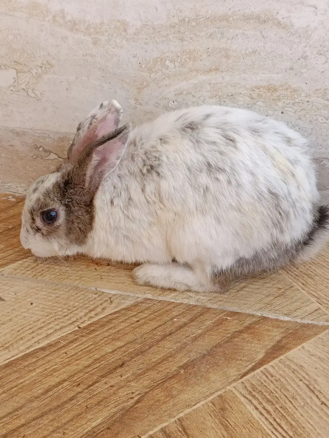 خرگوش|موش و خرگوش|کازرون, |دیوار