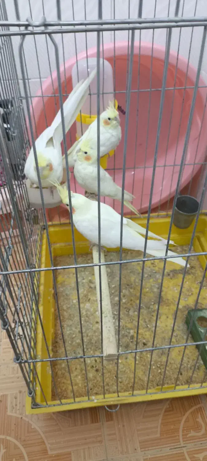 معاوضه با قناری|پرنده|بهبهان, |دیوار