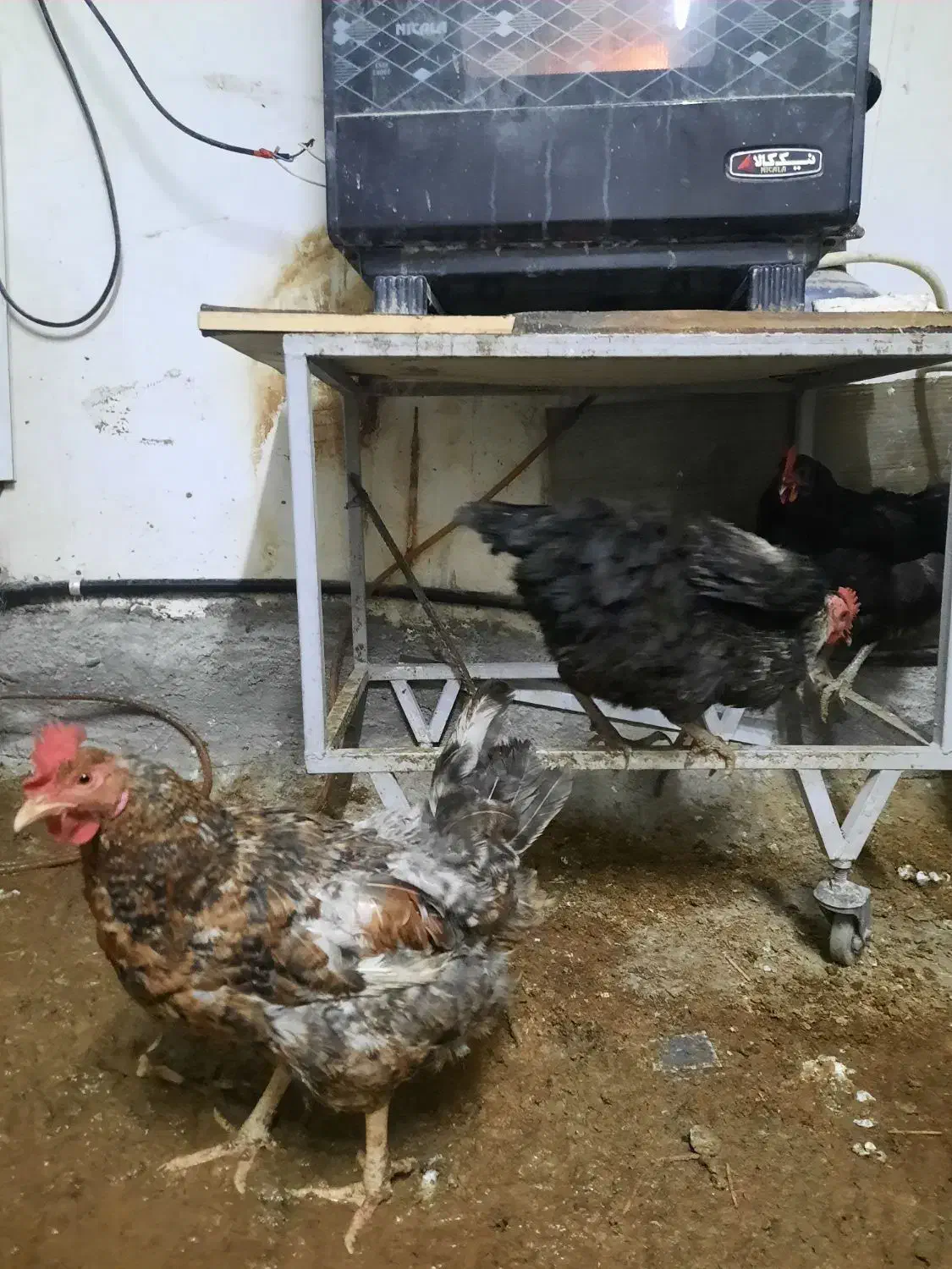 مرغ و جوجه محلی|حیوانات مزرعه|جم, |دیوار