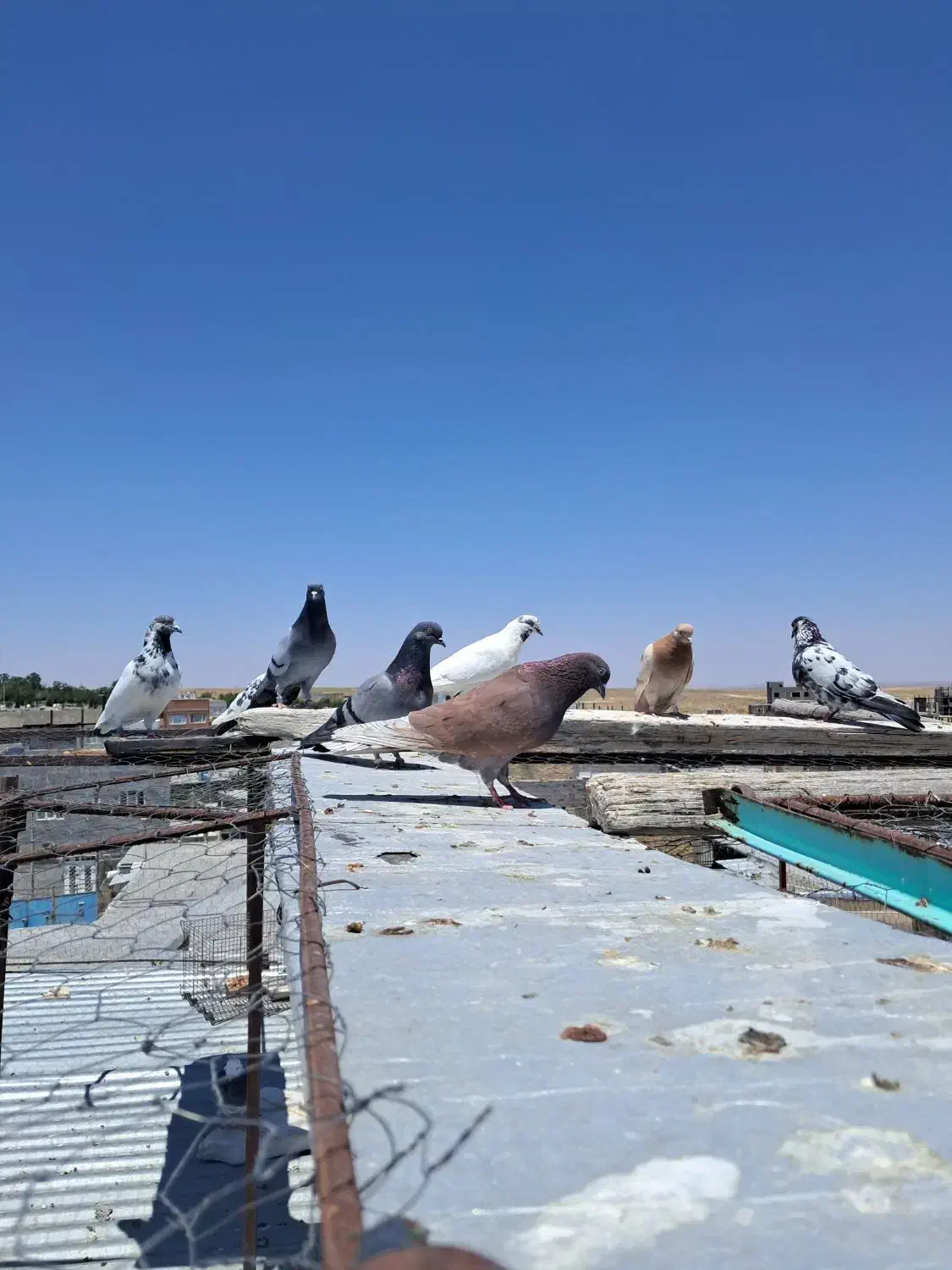 کبوتر یه جایی|پرنده|سریش آباد, |دیوار