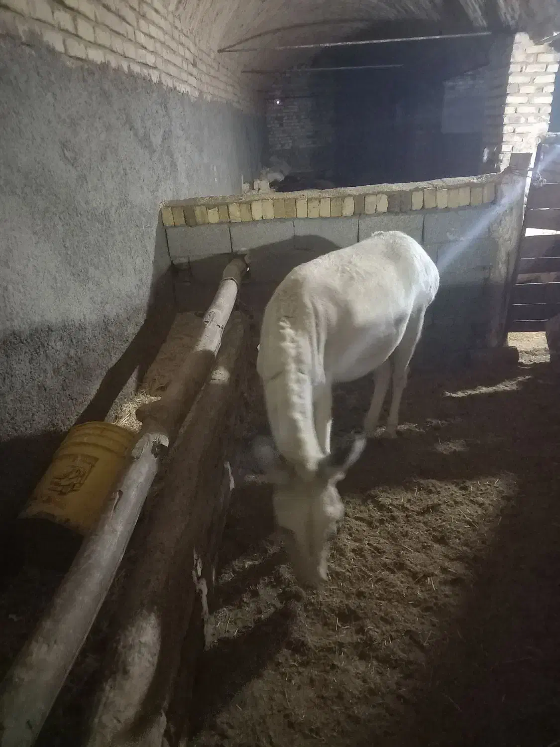 الاغ|حیوانات مزرعه|اراک, |دیوار