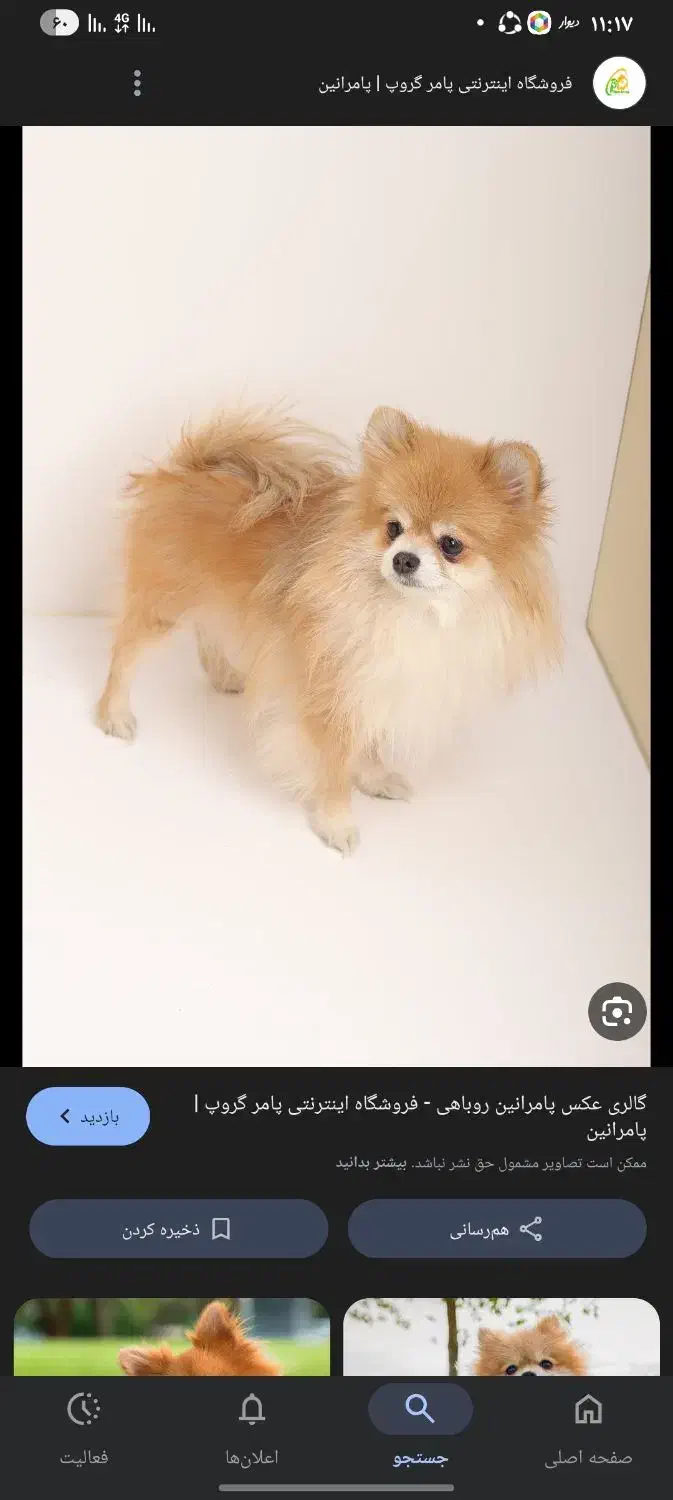 سگ گم شده|حیوانات|خمینی‌شهر, |دیوار