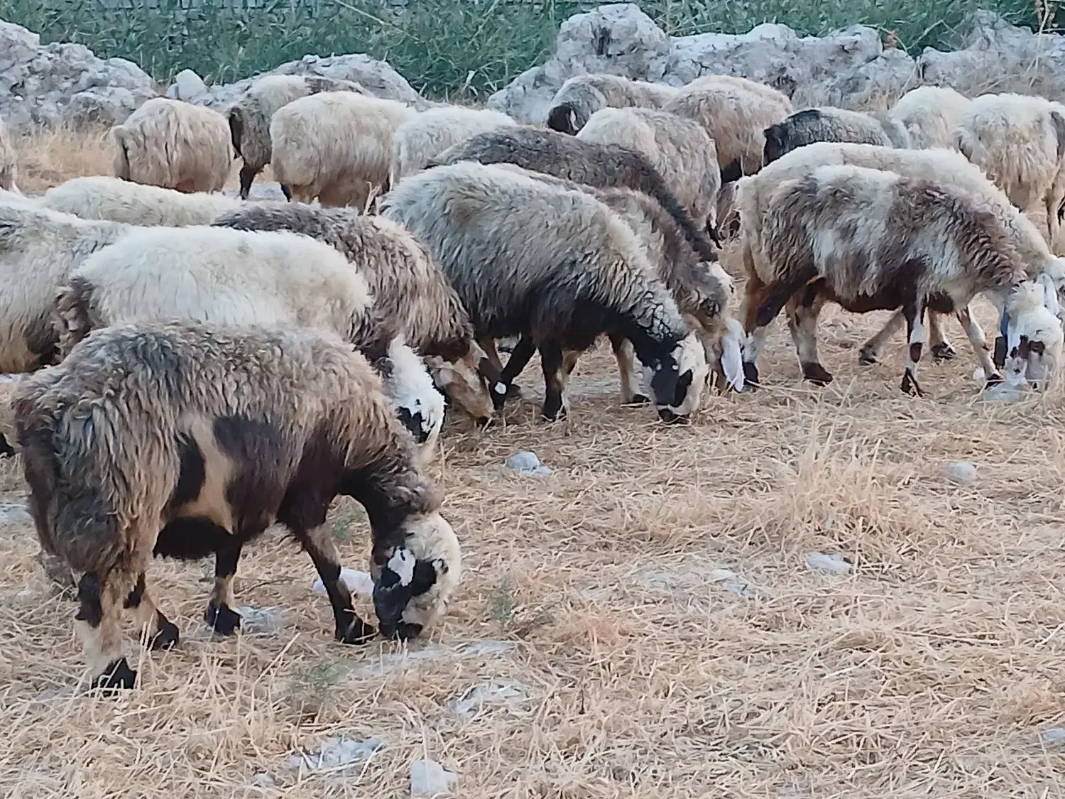 ۳۵راس میش ترکی بختیاری بره دار و آبستن گلون|حیوانات مزرعه|کازرون, |دیوار