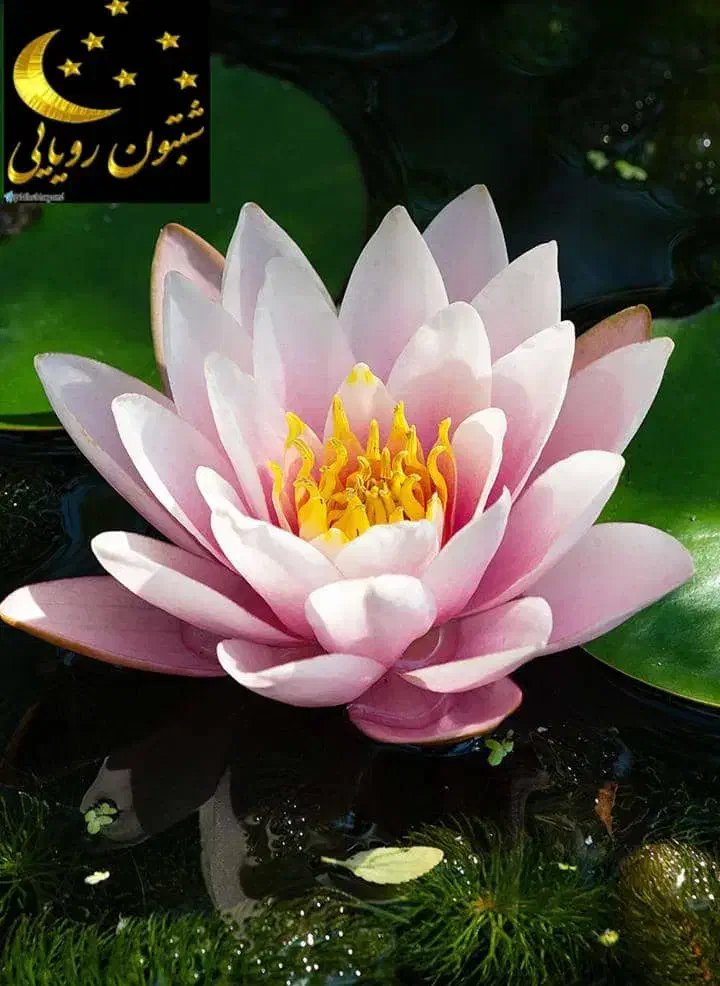 فروش اپارتمان|فروش آپارتمان|شیراز, فرهنگیان|دیوار